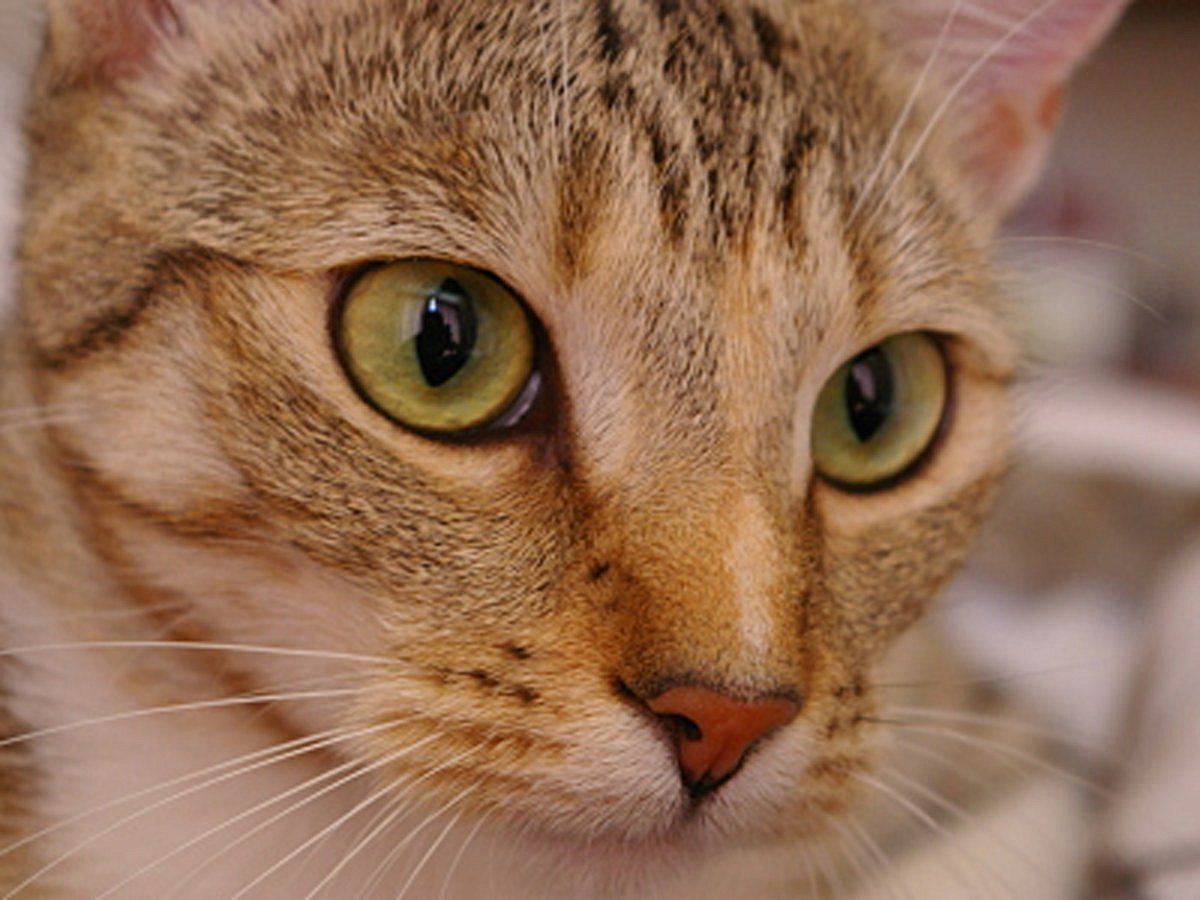 Photo of a wide-eyed tabby cat